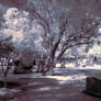 cemeatary (infrared)