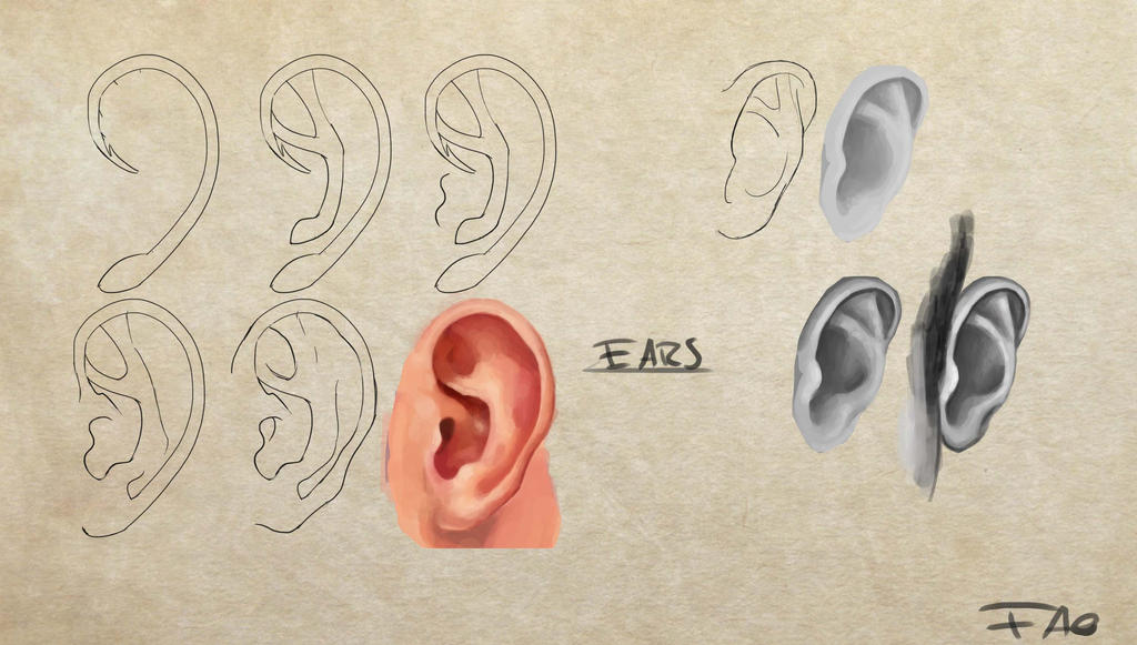 Ears study by FelFortune on DeviantArt