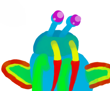 mantis shrimp