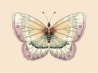 Pastel Butterfly