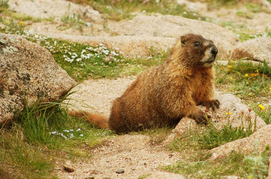 marmot