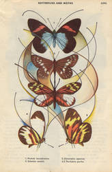 butterflies and moths