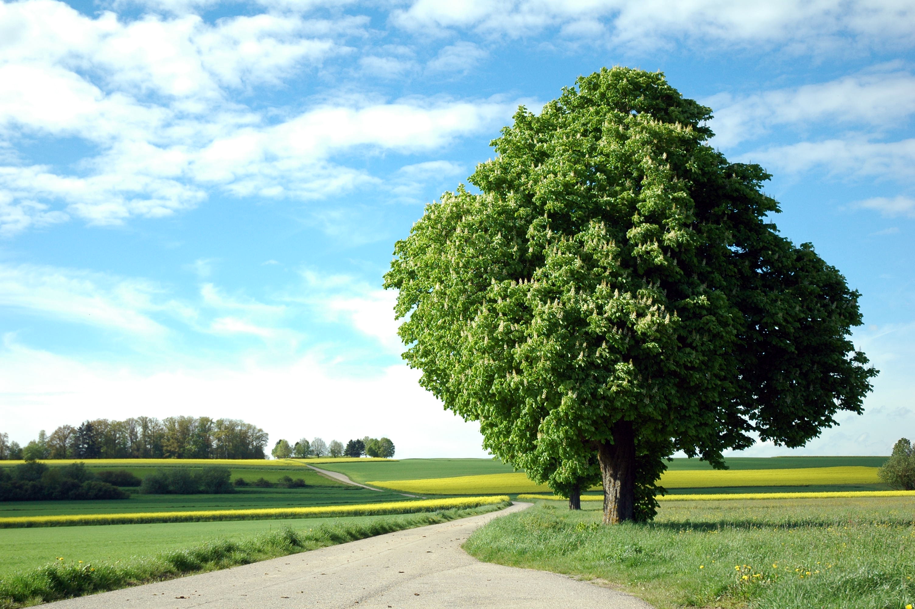 Huge green tree surrounded by rape fields