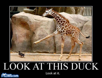 uploaOMG LOOK AT THIS DUCK :-O