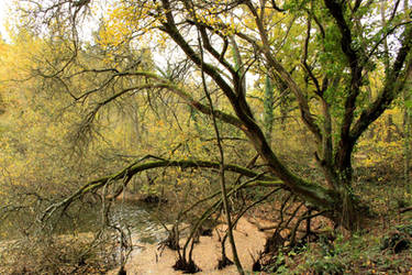 Automn in the forest by Jaiiko