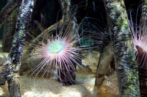 Anemone by Jaiiko Anemone by Jaiiko