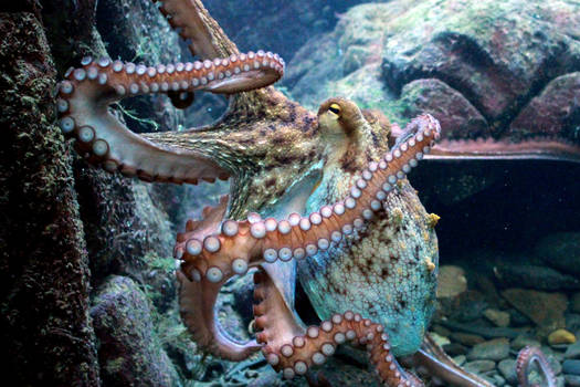 Octopus