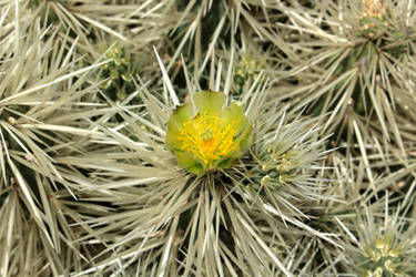 Fleur de cactus