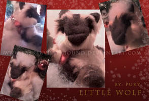 baby Wolf xmas gift