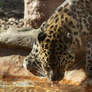Leopard drinking