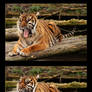 Tiger Yawning Sequence