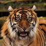Sumatran Tiger close up 1
