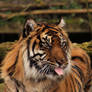 Sumatran Tiger close up 2