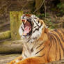 Tiger yawning