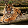 Tiger yawning animation