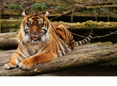 Tiger yawning animation by James-Marsh on DeviantArt Tiger yawning animation by James-Marsh on DeviantArt