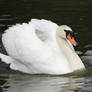 White Swan 2