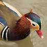 Mandarin Duck Close Up