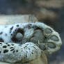Leopard paws