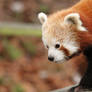 Red Panda