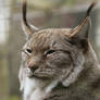 Lynx close up