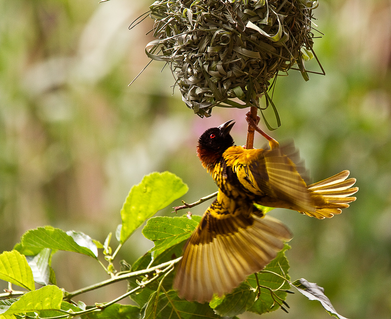 Yellow Weaver bird