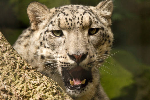 Snow Leopard 'Nanga' 7th september 2011