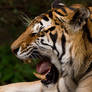 Amur Tiger 'Makari' Yawning