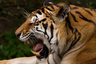 Amur Tiger 'Makari' Yawning