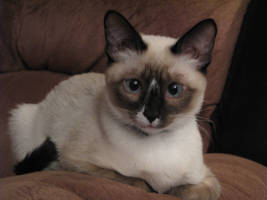 Neko the Snowshoe