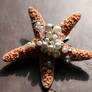 Golden Pearl Sea Star