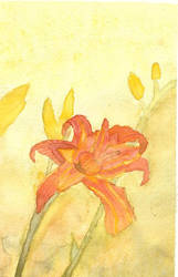 Tiger Lily in Watercolour