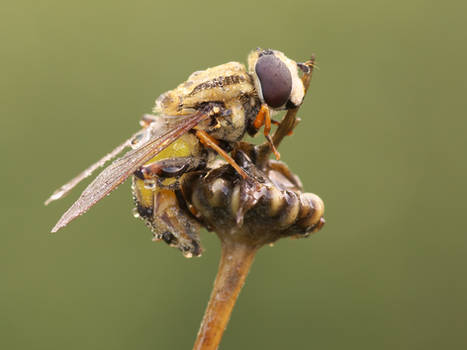 Hoverfly 2