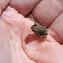 Tiny Frog