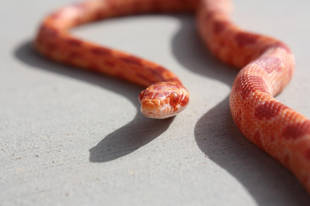 Amelanistic Corn Snake 7