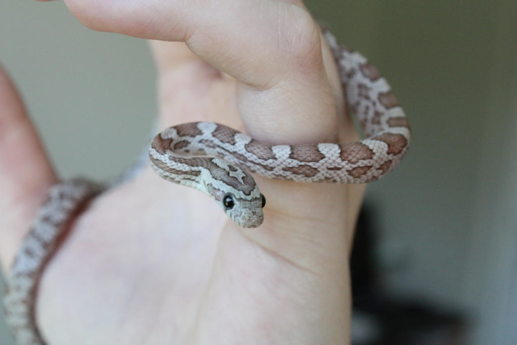 2013 Hypo Cinder Corn Snake