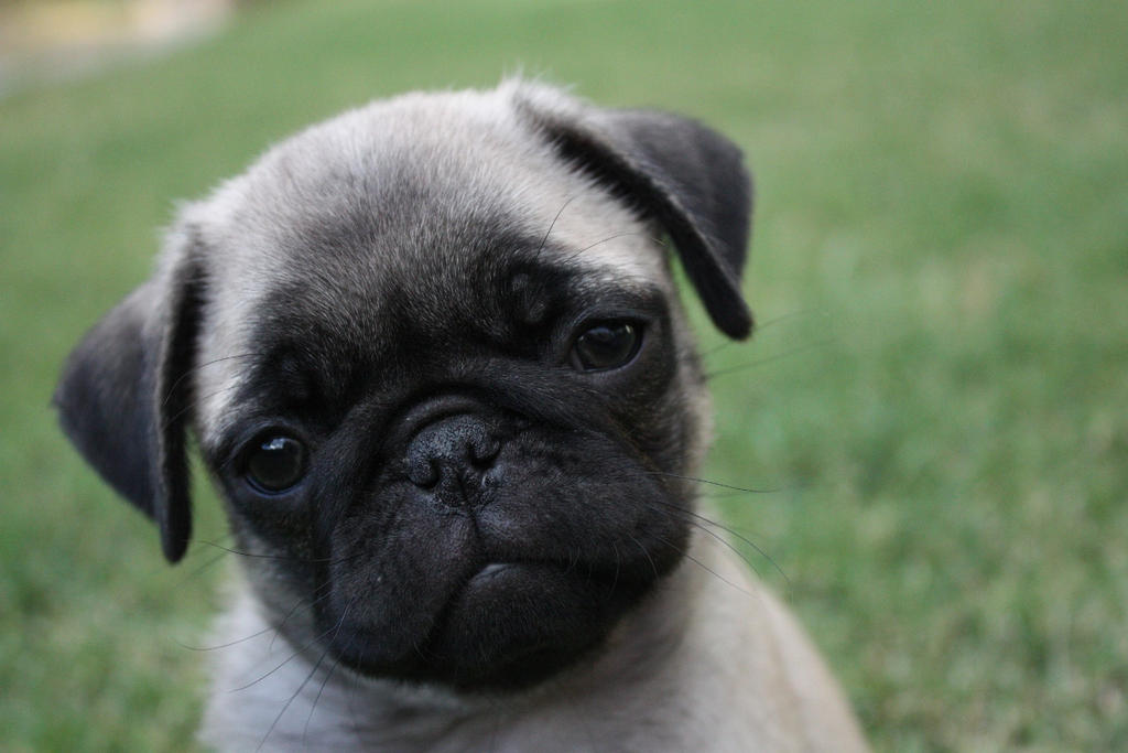 Pug Puppy Face