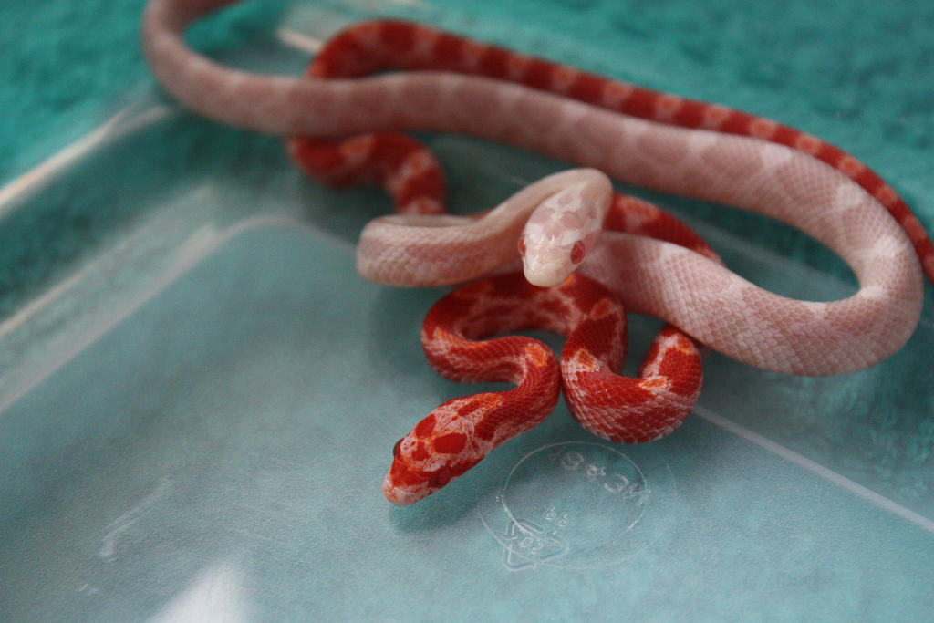 Baby Corn Snakes