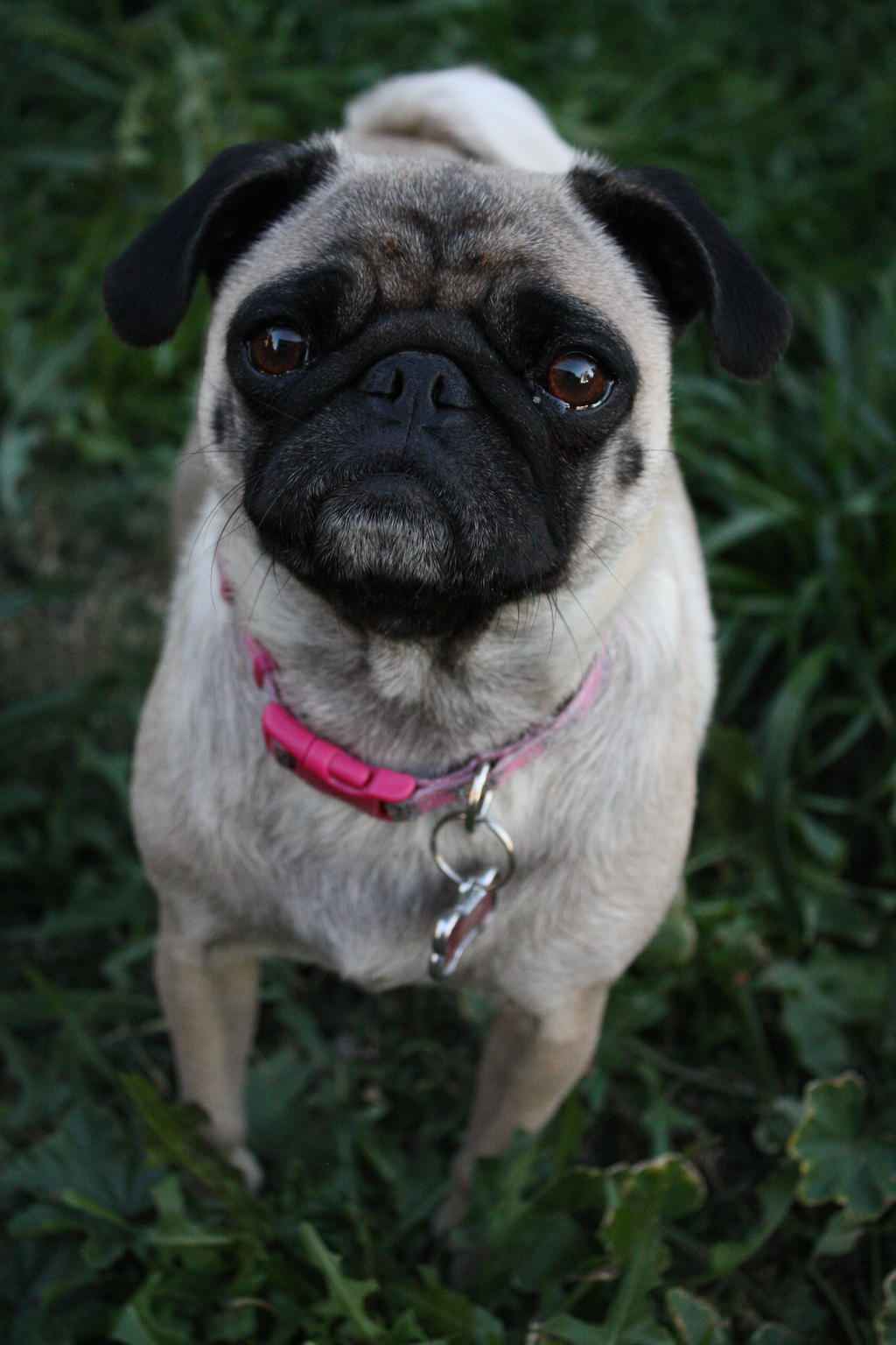 Anabelle the Pug