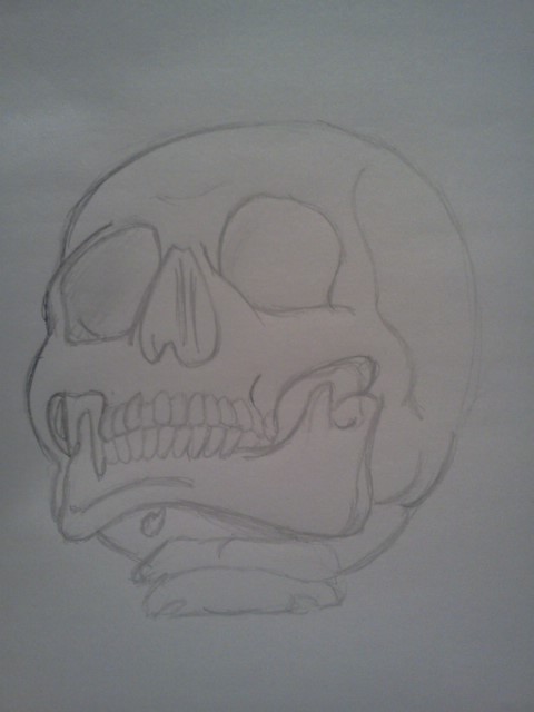 Human Skull Study