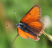 Lycaena hippothoe