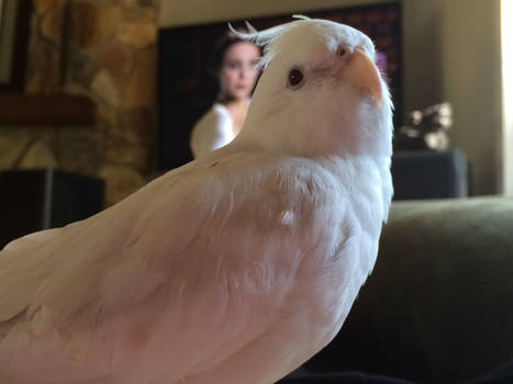 Magyk the Cockatiel