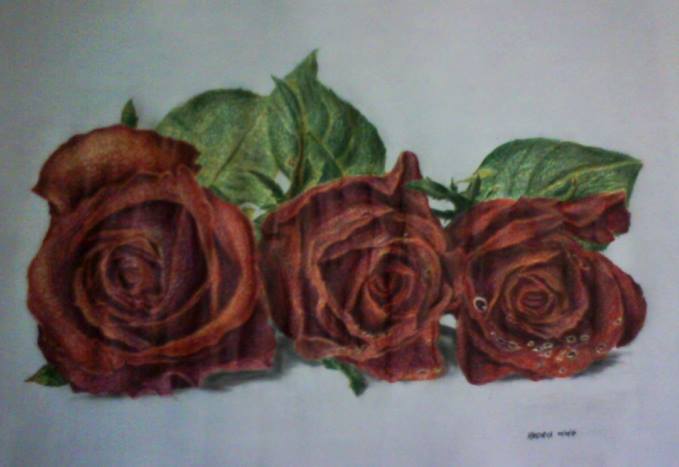 Roses