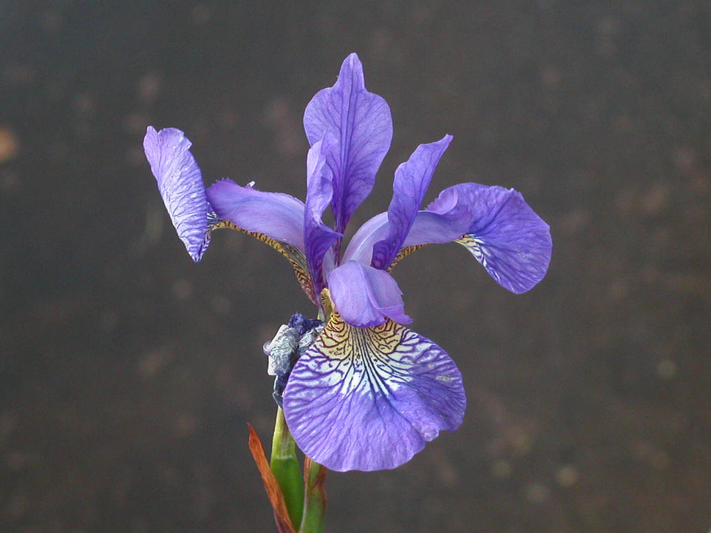 Pretty Blue Flower