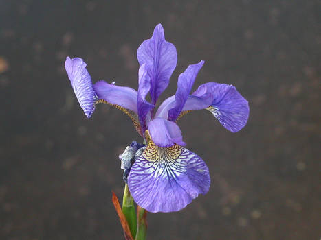 Pretty Blue Flower