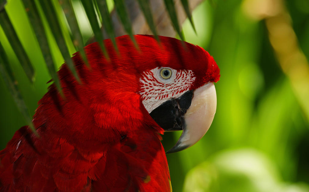 green winged macaw