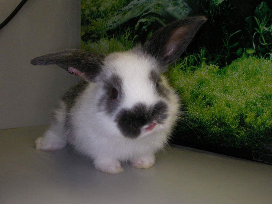 +Oreo Bunny+ by KatsumeSena on DeviantArt