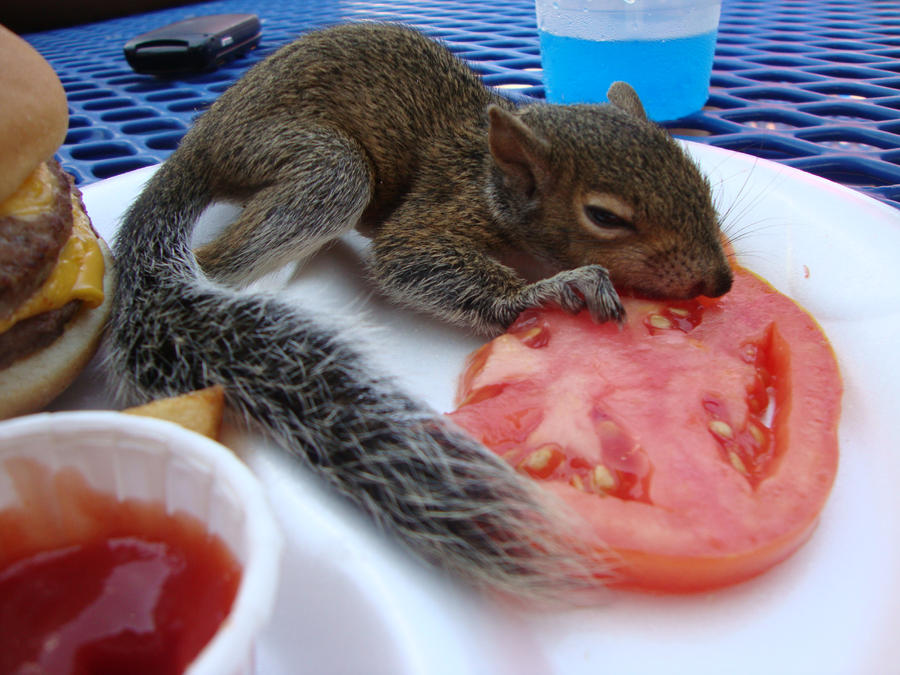 Squirrel in Love