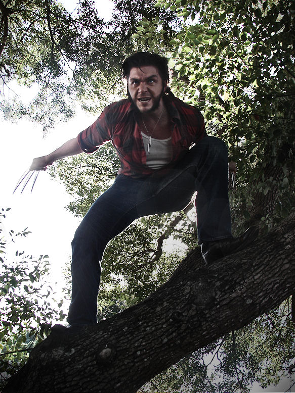 Wolverine in tree 1