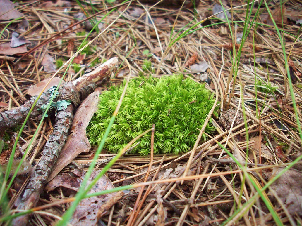 Cute Clump of Moss by nimbus2224 on DeviantArt